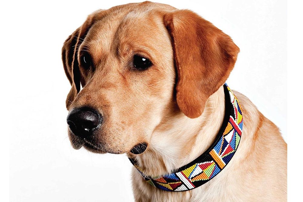 "Primary" Beaded Dog Collar