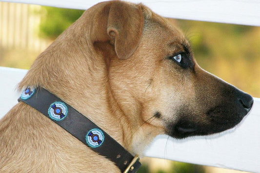 "Blue/Brown Circles" Beaded Dog Collar