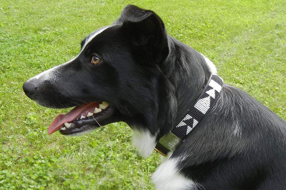 "Ebony & Ivory" Beaded Dog Collar